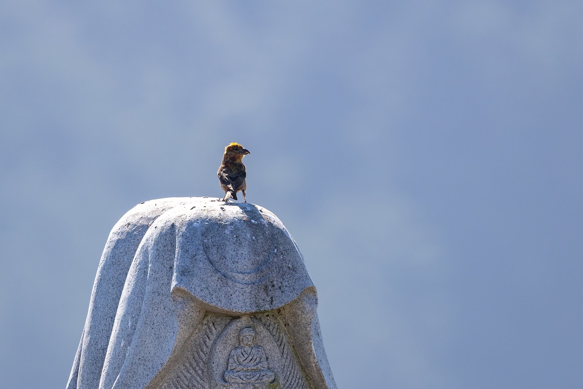 Red Crossbill - ML642000109