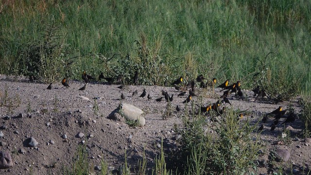 Yellow-headed Blackbird - ML642000116