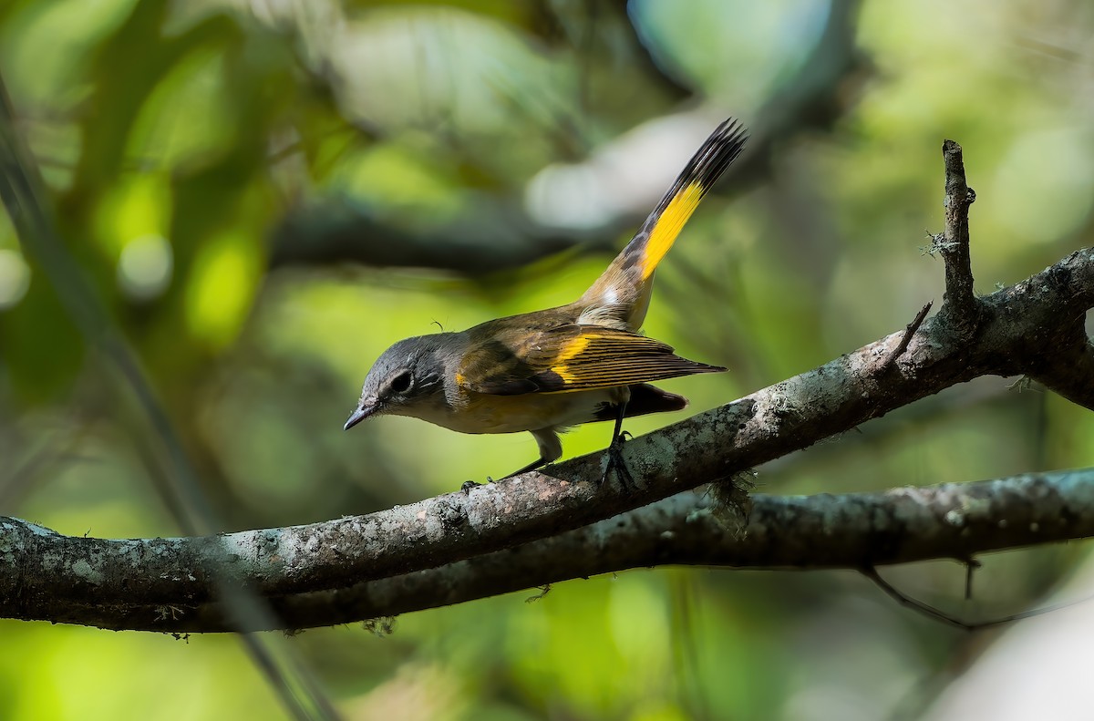 American Redstart - ML642000120