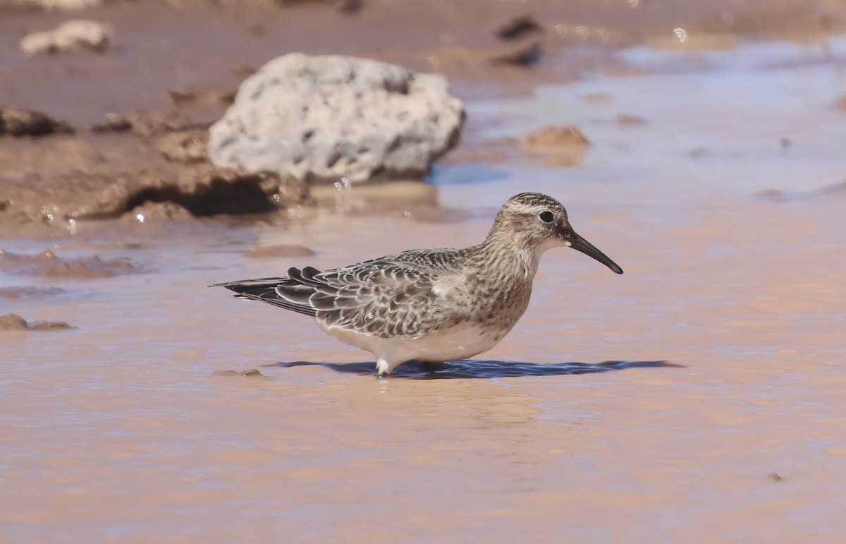 Bairdstrandläufer - ML642000121
