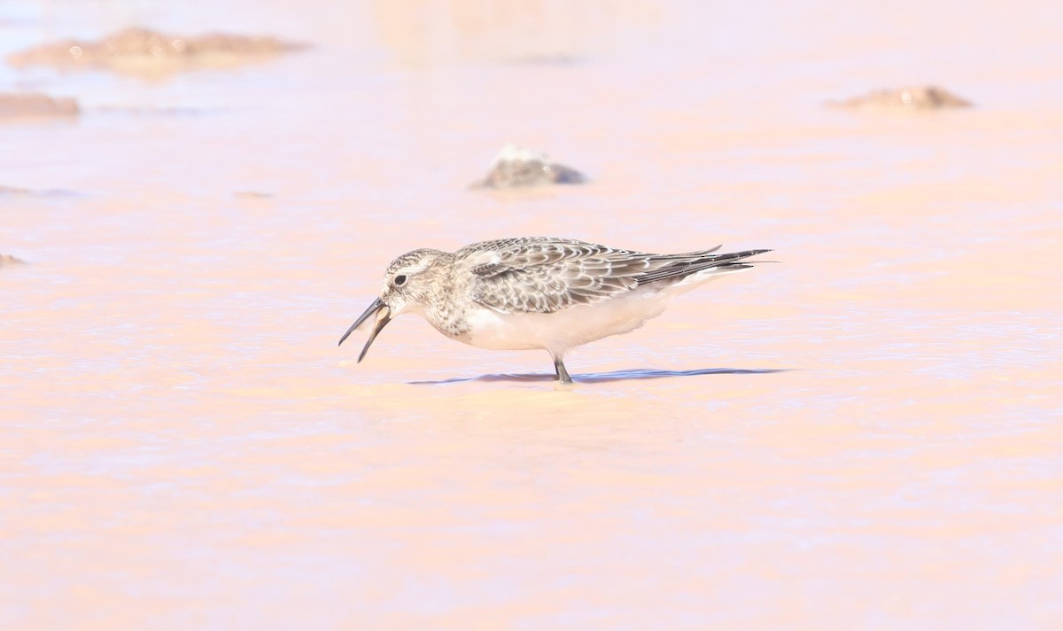Bairdstrandläufer - ML642000122