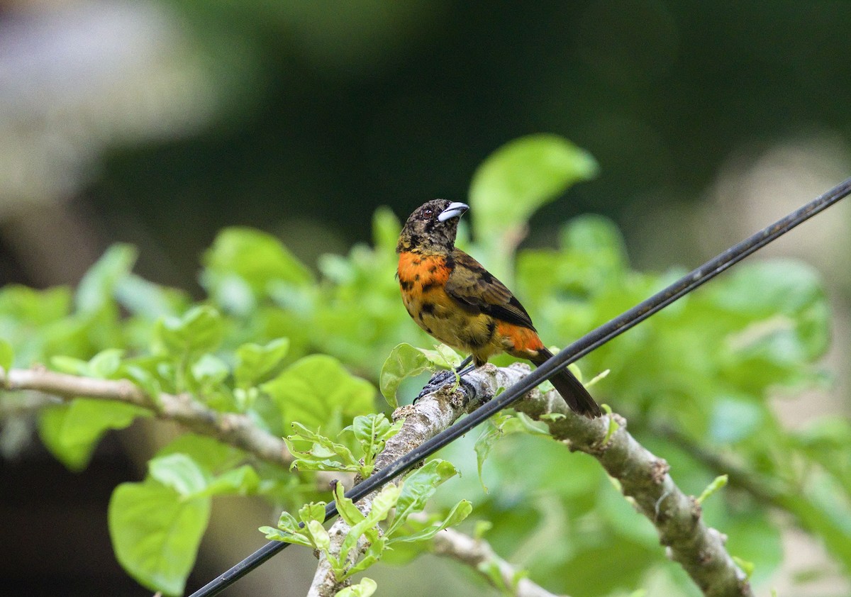 Tangara Terciopelo (costaricensis) - ML642000135