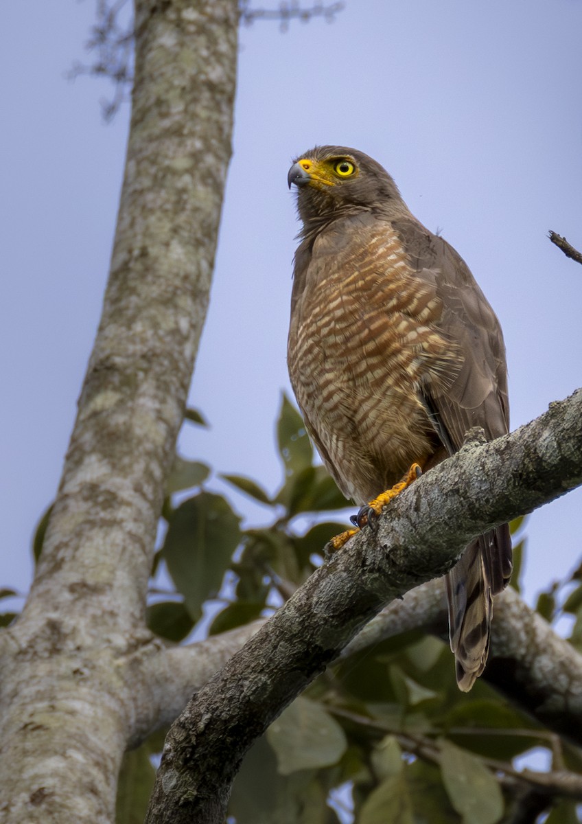 Roadside Hawk - ML642000154