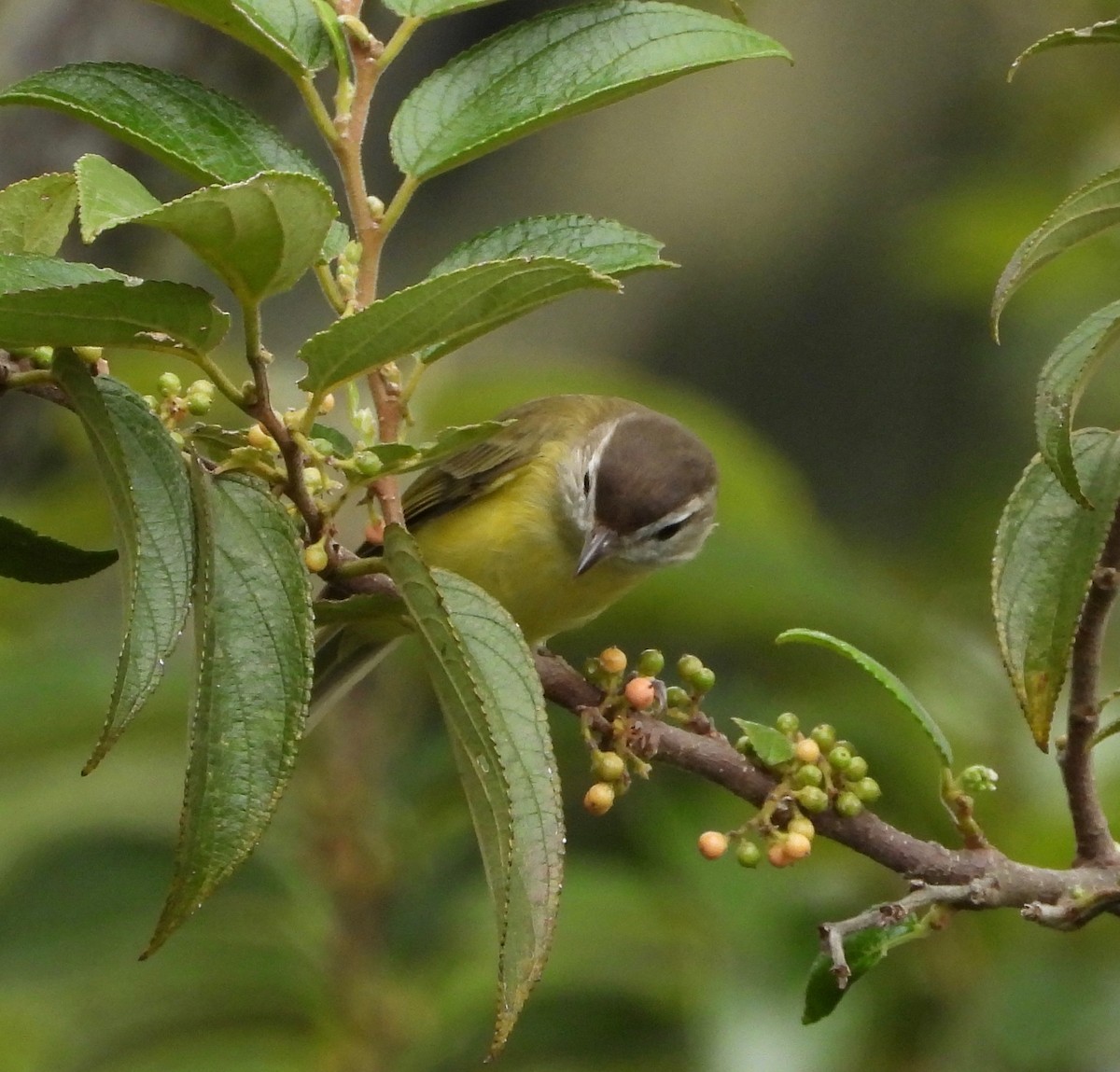 Brown-capped Vireo - ML642000179