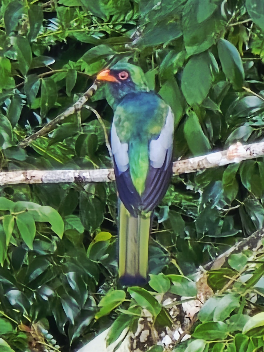 Slaty-tailed Trogon - ML642000180