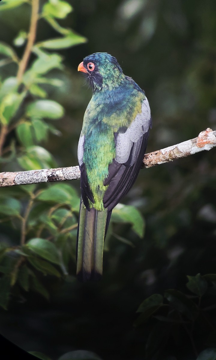 Slaty-tailed Trogon - ML642000181