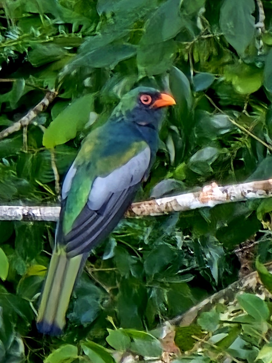 Slaty-tailed Trogon - ML642000182