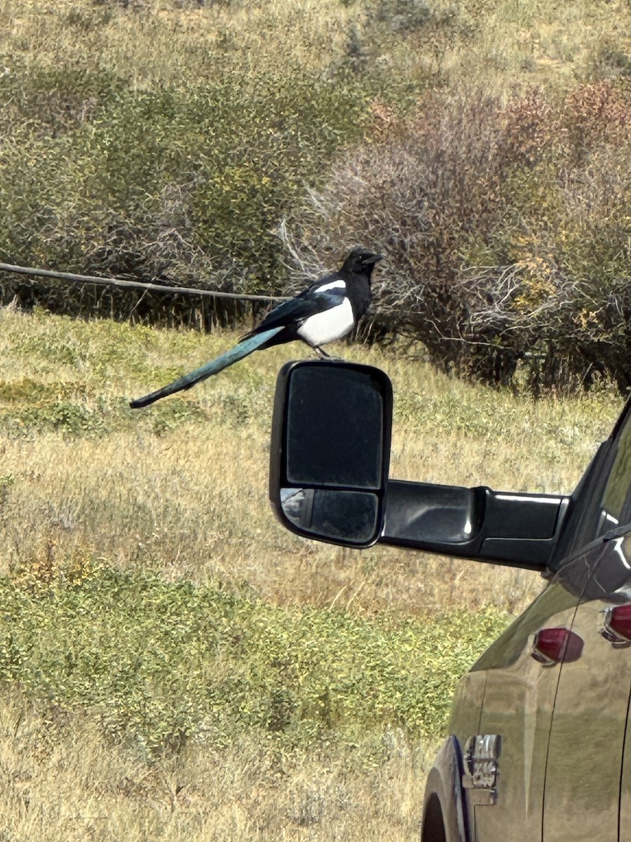 Black-billed Magpie - ML642000184