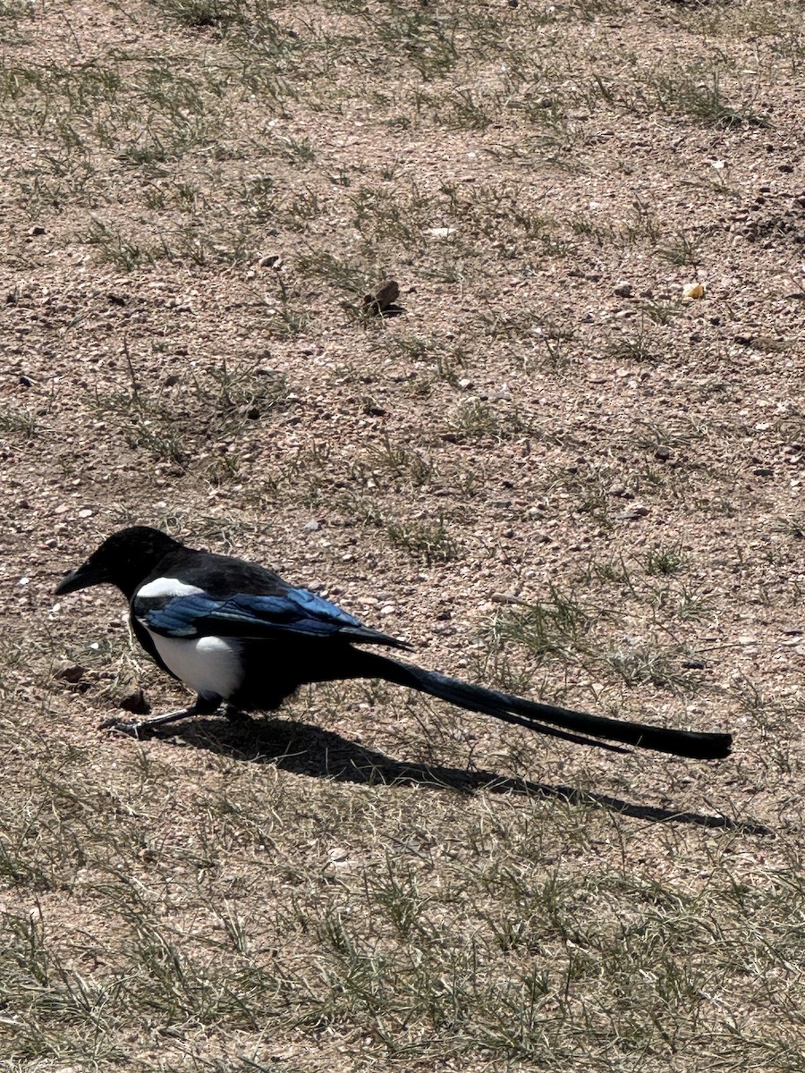 Black-billed Magpie - ML642000185