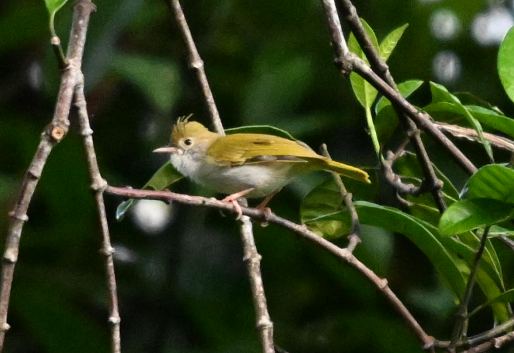 White-bellied Erpornis - ML642000186