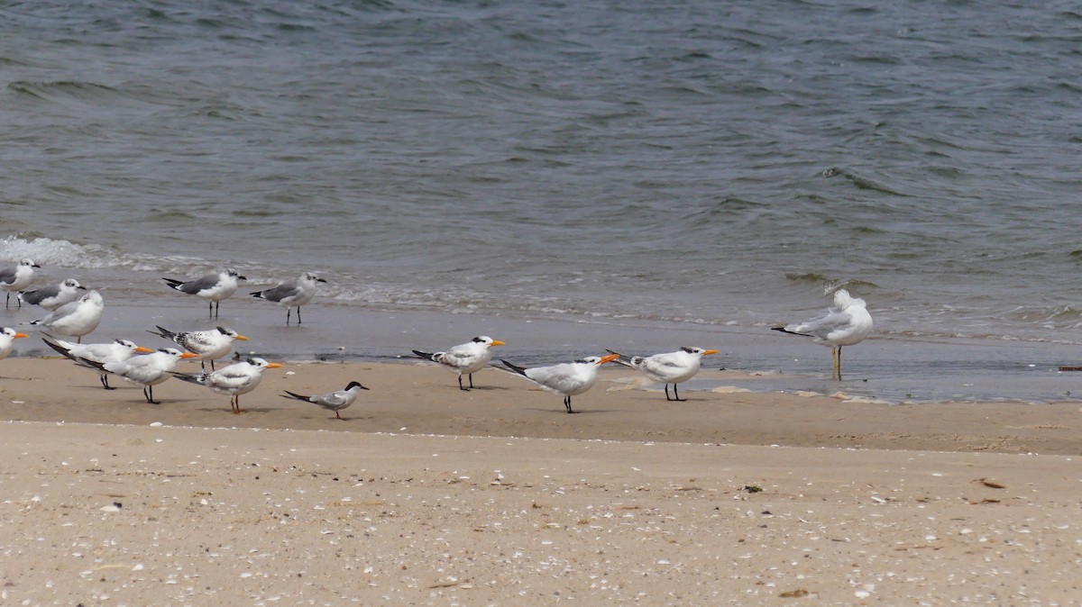 Royal Tern - ML642000192
