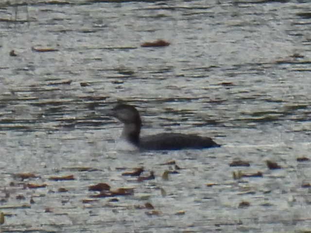 Common Loon - ML642000194