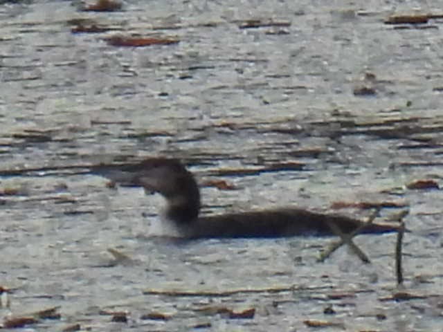 Common Loon - ML642000196