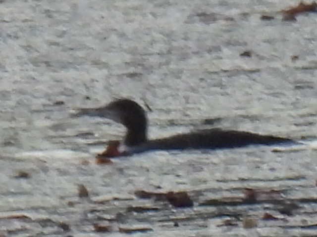Common Loon - ML642000197
