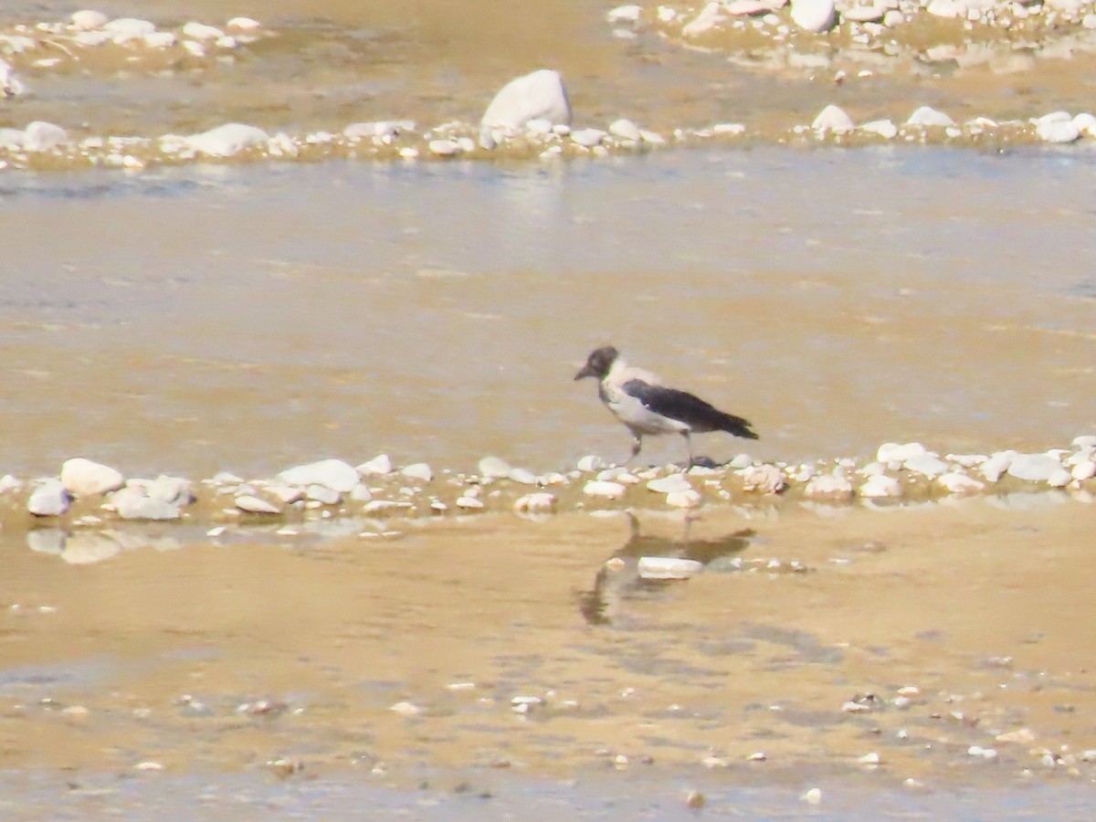 Hooded Crow - ML642000201