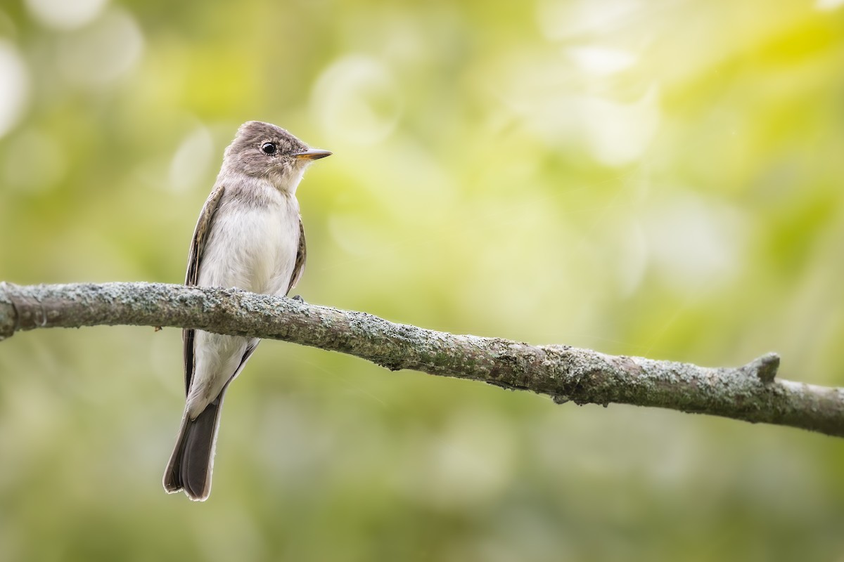 Eastern Wood-Pewee - ML642000209