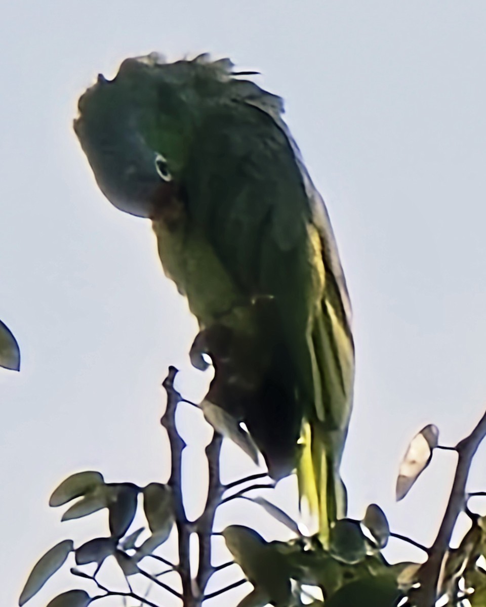 Red-lored Amazon - ML642000231