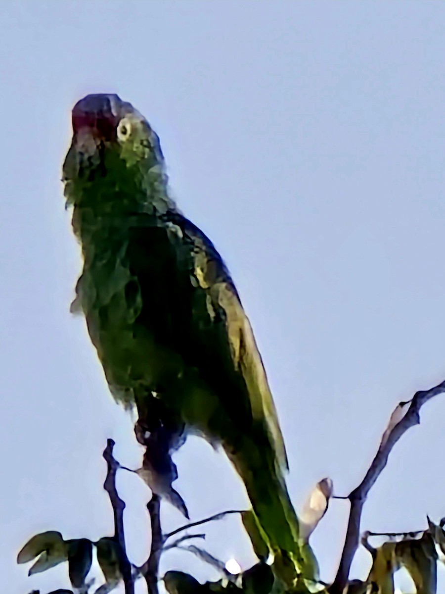 Red-lored Amazon - ML642000232