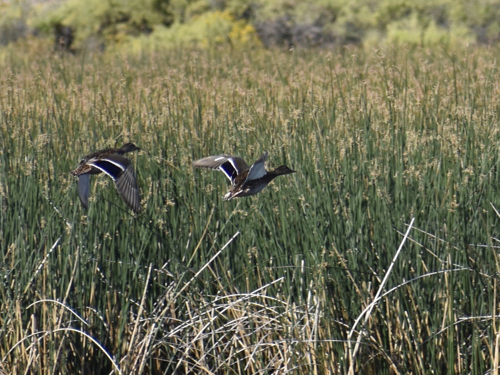 Mallard - ML642000260