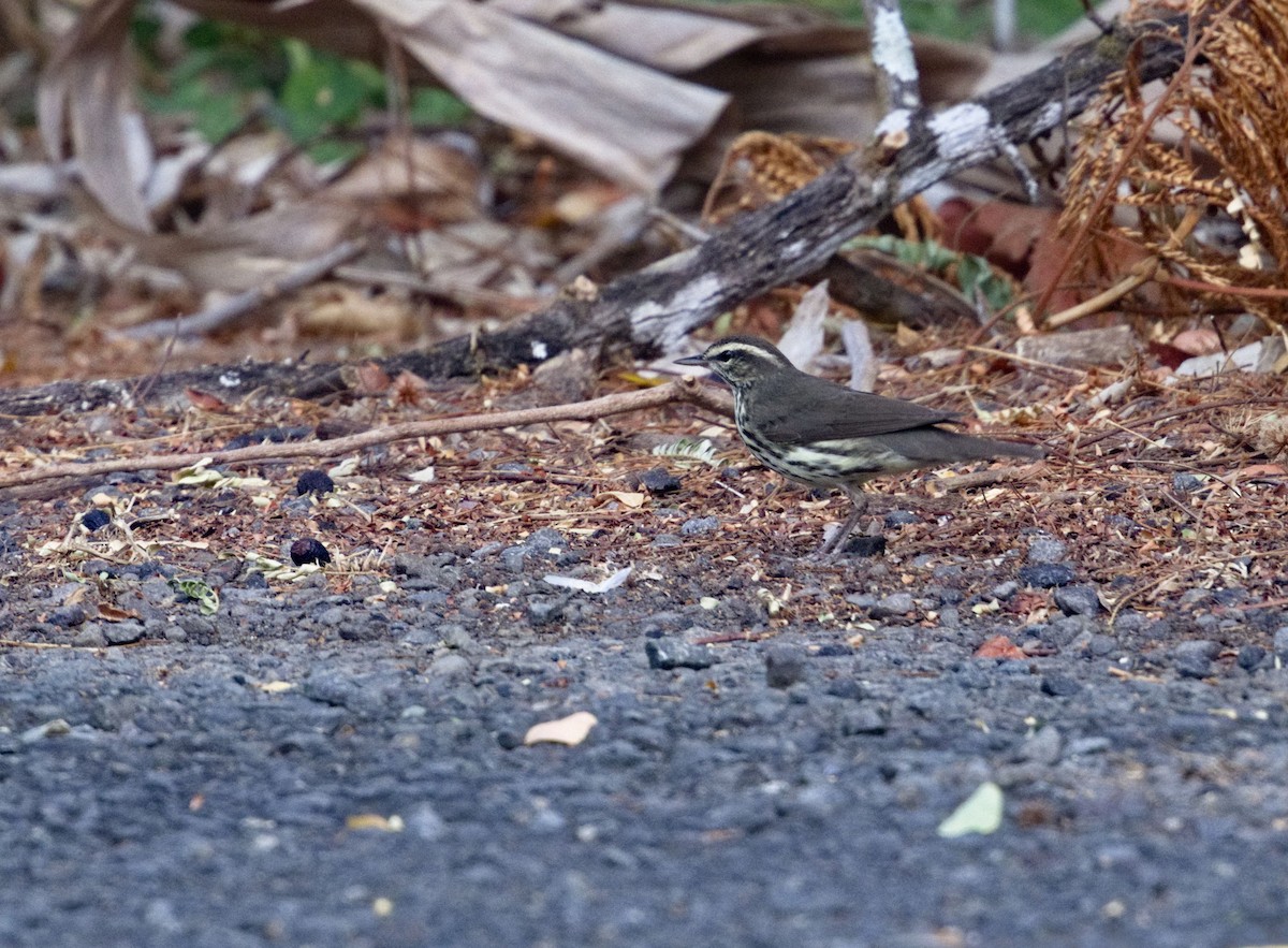 Northern Waterthrush - ML642000269