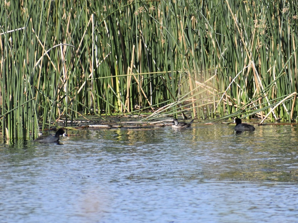 Ruddy Duck - ML642000272