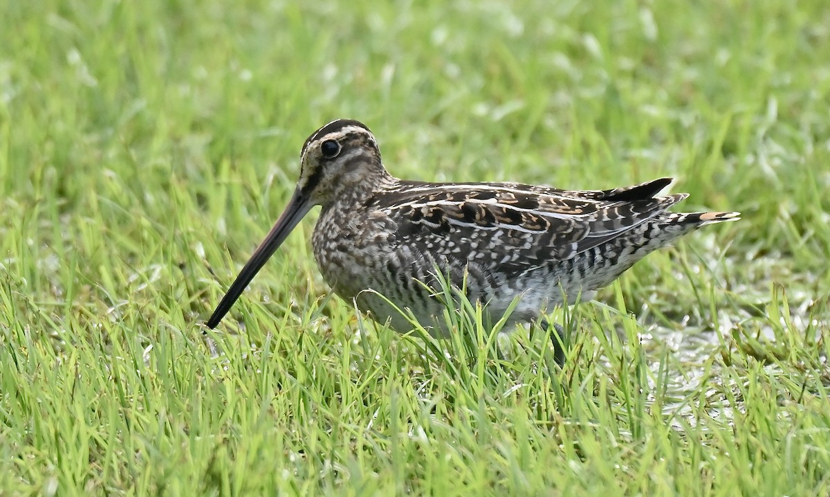 Wilson's Snipe - ML642000281