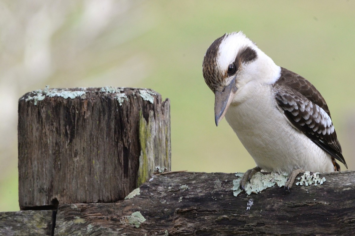 Laughing Kookaburra - ML642000284