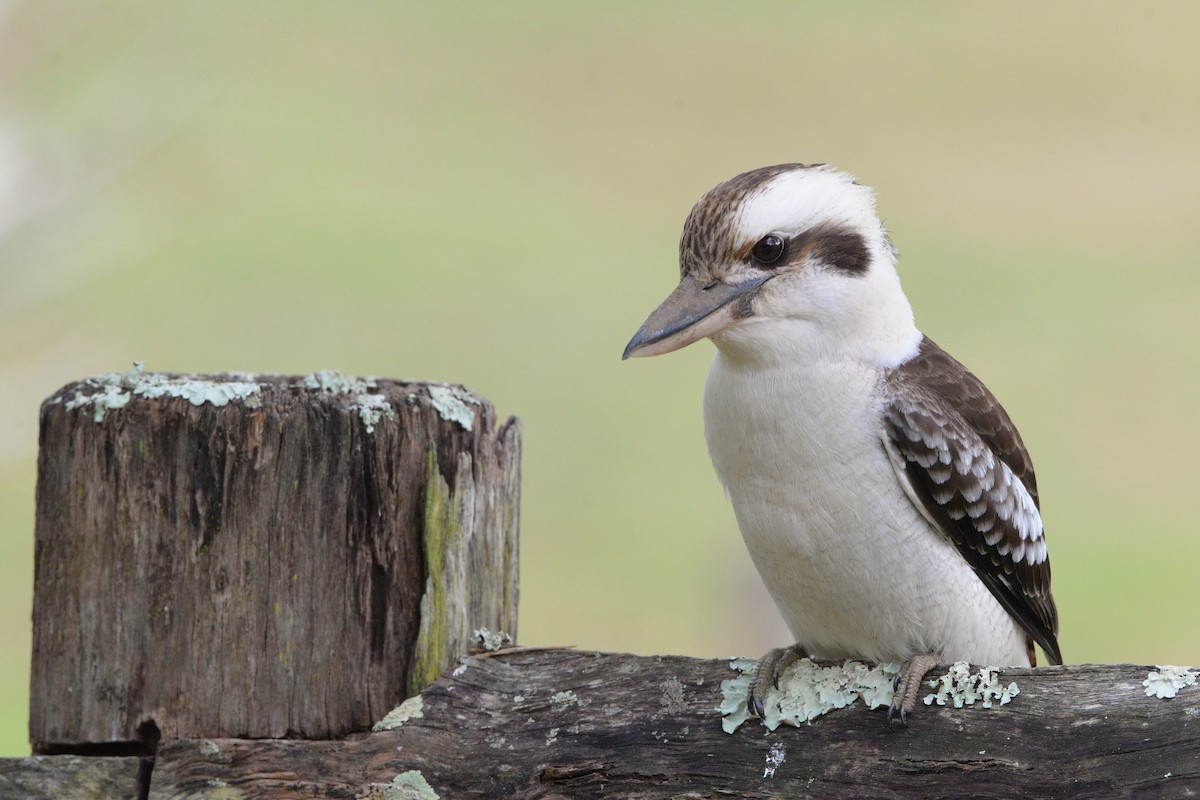 Laughing Kookaburra - ML642000285