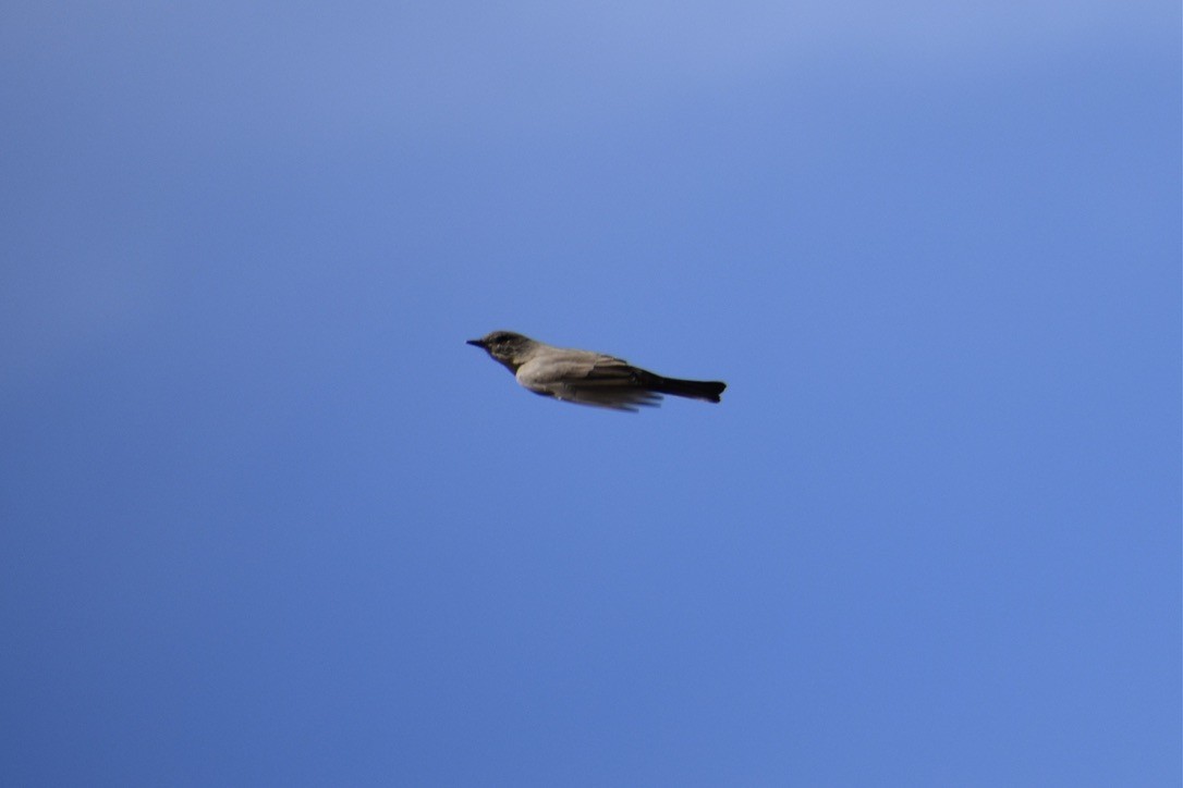 Say's Phoebe - ML642000290