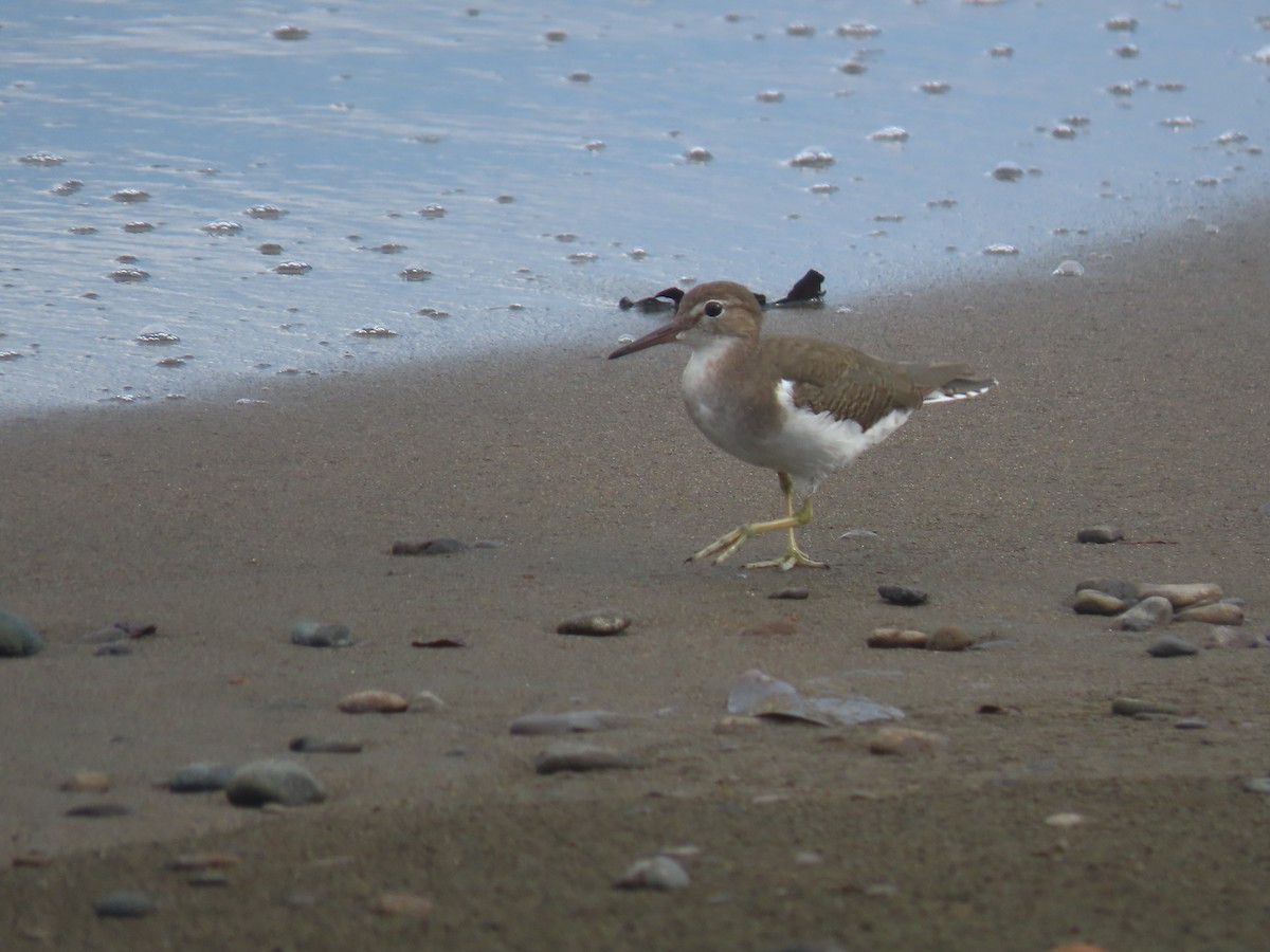 Spotted Sandpiper - ML642000294
