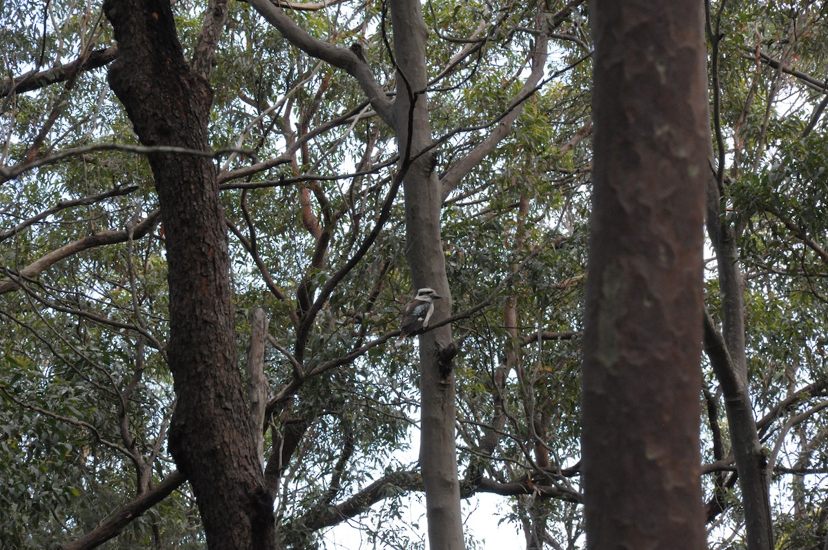 Laughing Kookaburra - ML642000301