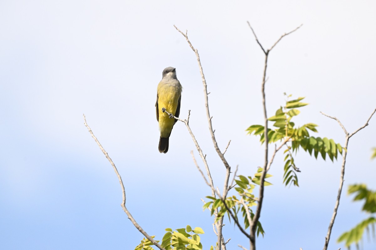 Cassin's Kingbird - ML642000310