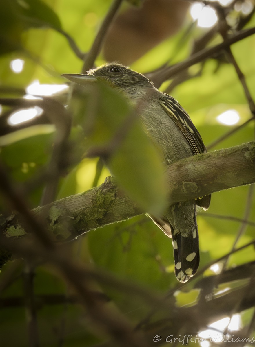 Black-crowned Antshrike - ML642000314