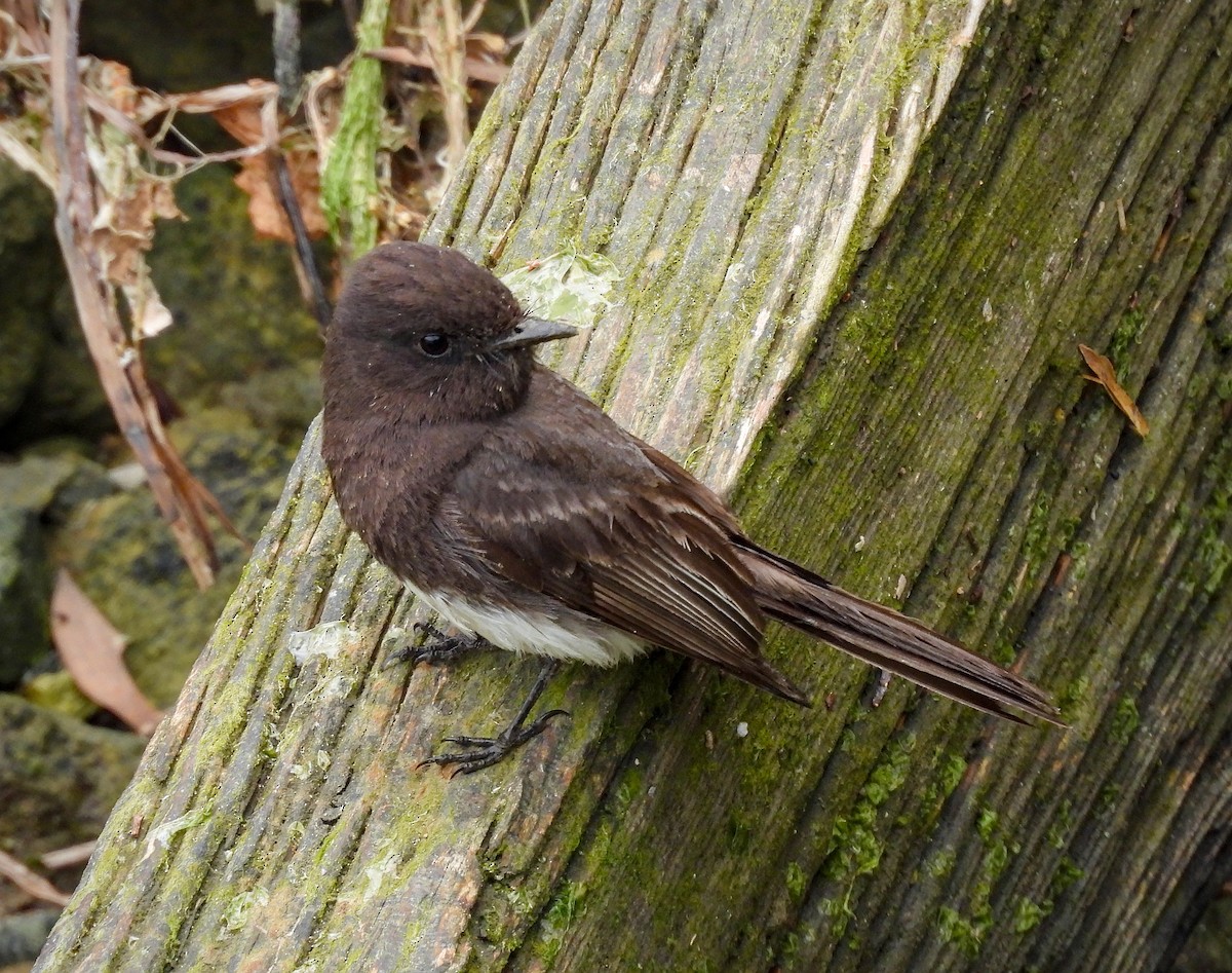 Black Phoebe - ML642000318