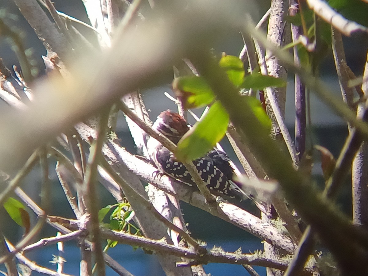 Nuttall's Woodpecker - ML642000326