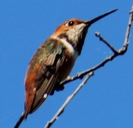 Colibri d'Allen - ML642000339