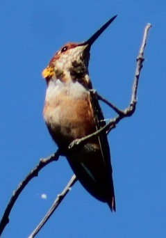 Colibri d'Allen - ML642000342