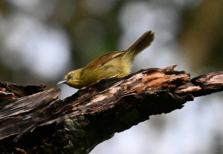 Pin-striped Tit-Babbler - ML642000371