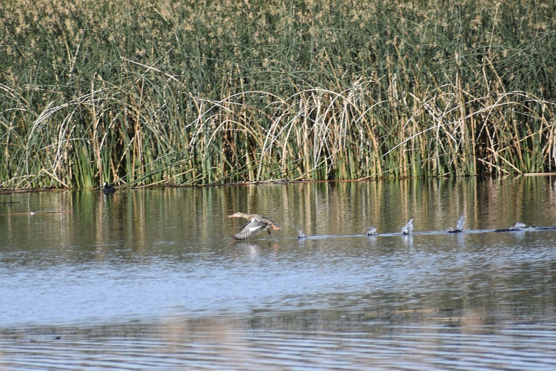 Northern Shoveler - ML642000373