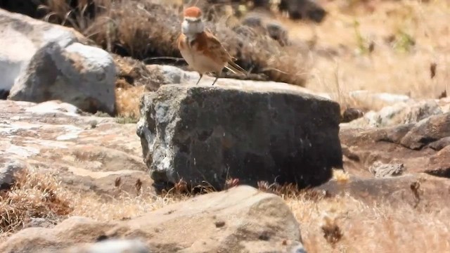 Red-capped Lark - ML642000423