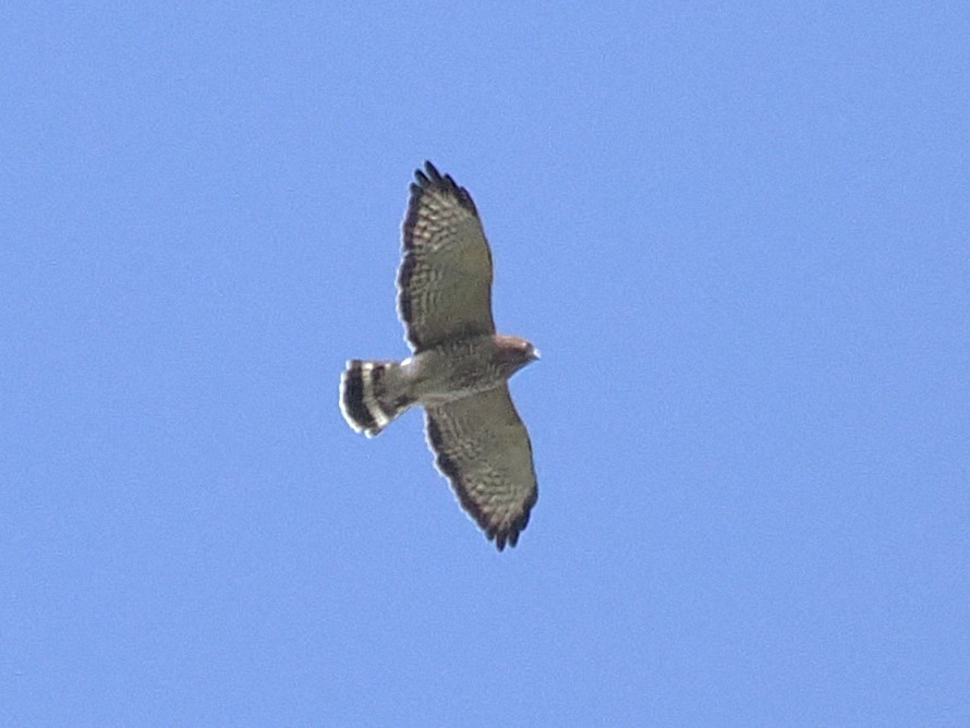 Broad-winged Hawk - ML642000440