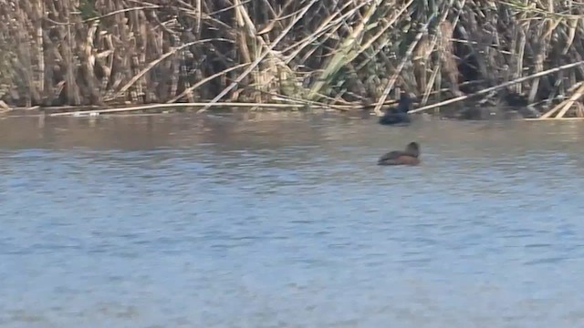 Southern Pochard - ML642000444