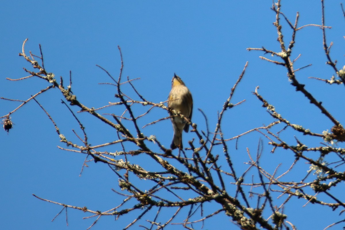 Yellow-rumped Warbler - ML642000446