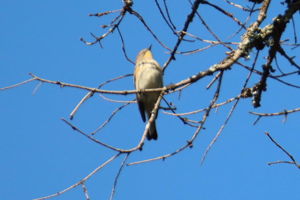 Yellow-rumped Warbler - ML642000453