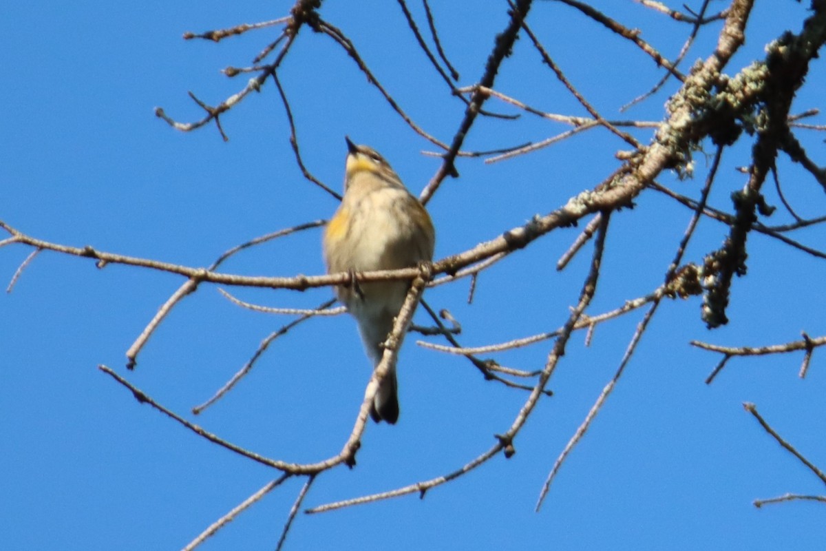 Yellow-rumped Warbler - ML642000457