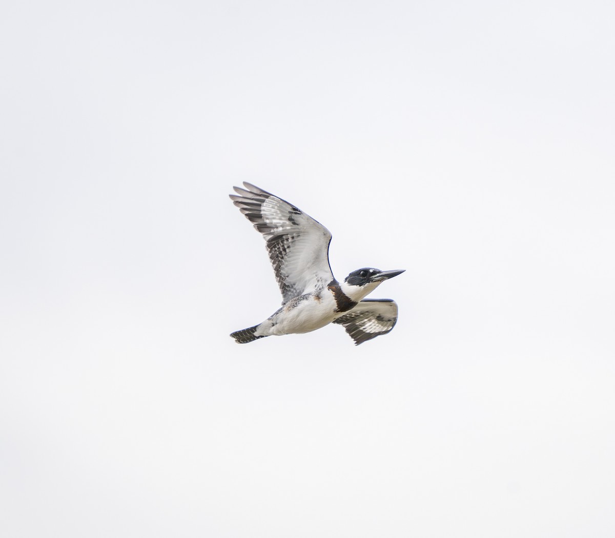 Belted Kingfisher - ML642000459