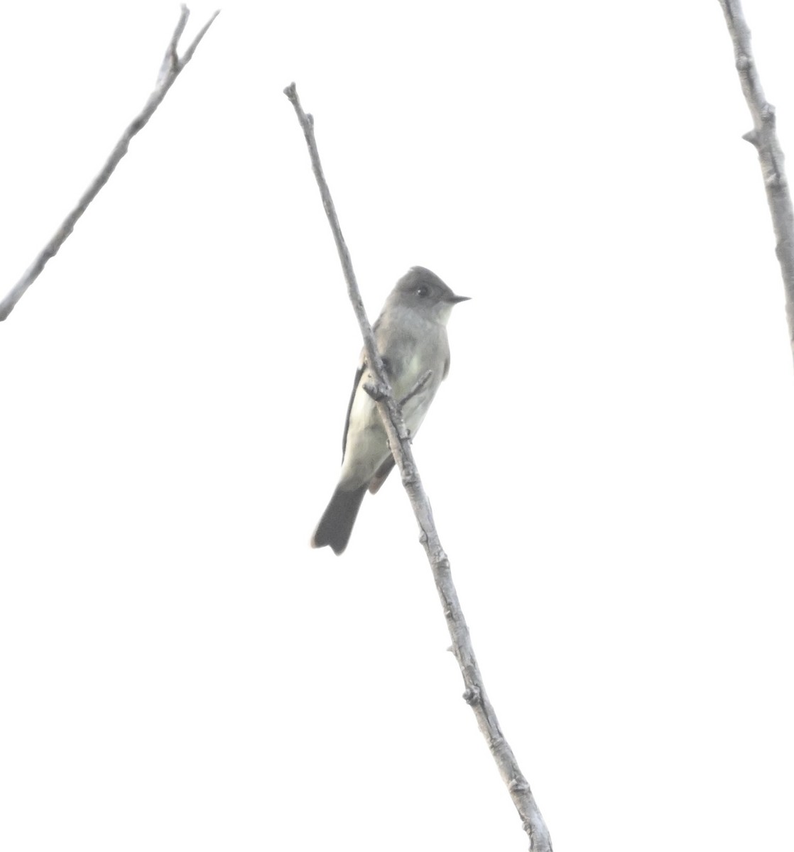Western Wood-Pewee - ML642000460