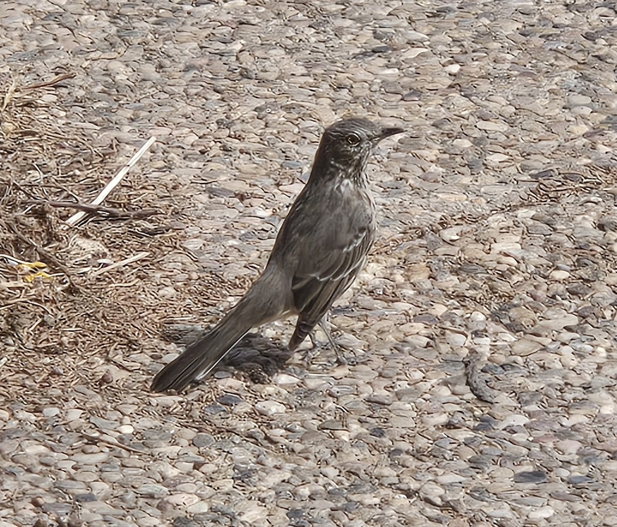 Sage Thrasher - ML642000462