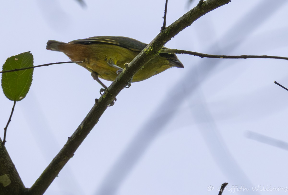 Olive-backed Euphonia - ML642000472
