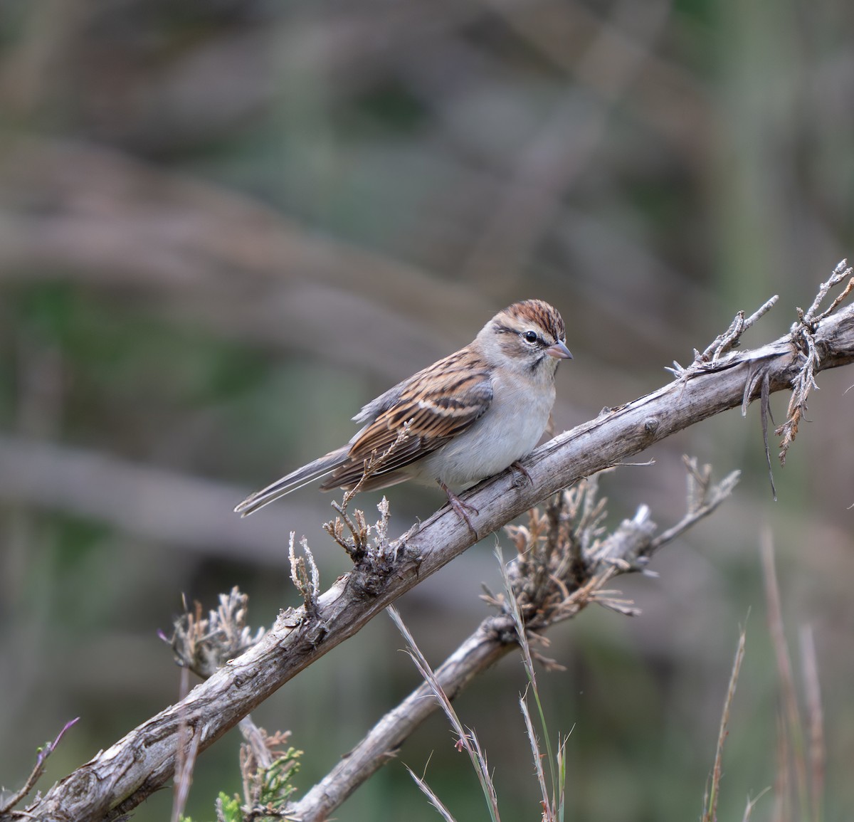Chipping Sparrow - ML642000474